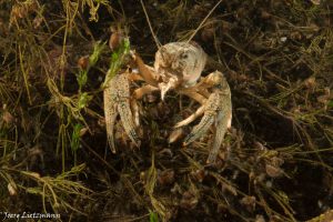 Astacus astacu