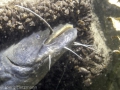 Siluris Glanis