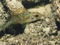 Gymnocephalus cernuus