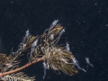 Mysis relicta
