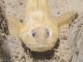 Cottus gobbio