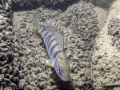 Perca fluviatilis