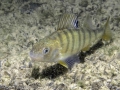 Perca fluviatilis