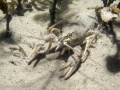 Astacus astacu