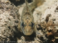 Gymnocephalus cernuus