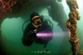 Bodensee Unterwasser Bilder