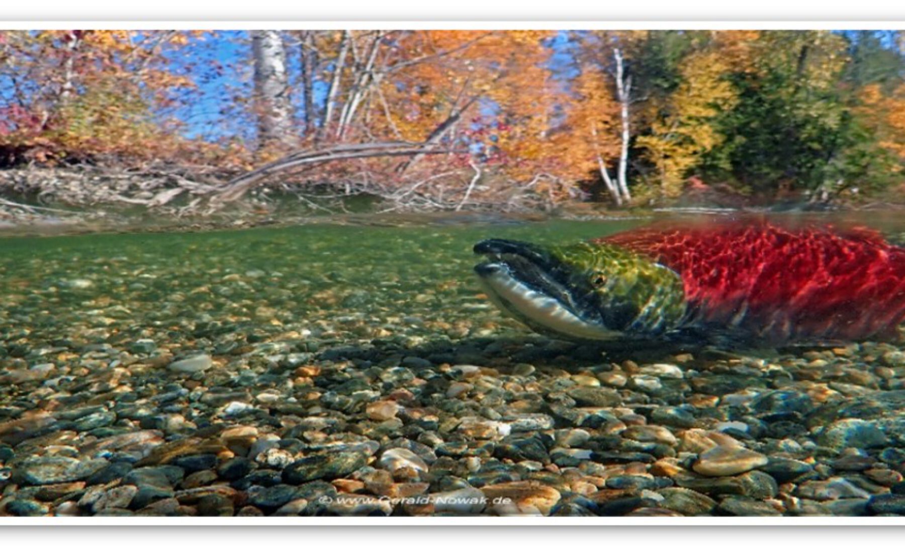 Fotovortrag „Salmon Run Kanada“ mit Gerald Nowak und noch freie Plätze beim Fotoworkshop „Halb und Halb“