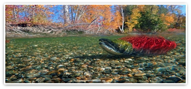 Fotovortrag „Salmon Run Kanada“ mit Gerald Nowak und noch freie Plätze beim Fotoworkshop „Halb und Halb“